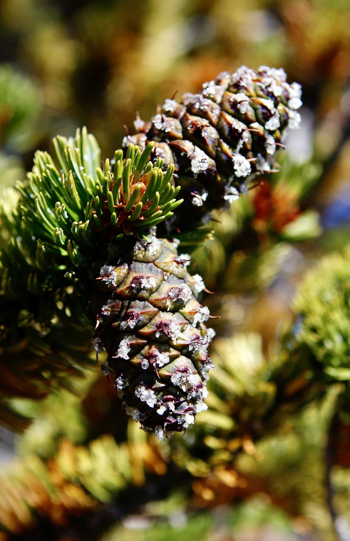 bristlecone pine tree pinecones